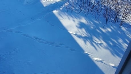 The wolves are literally at the door in Port Hope Simpson