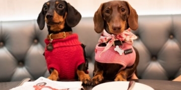 From scavenger to household royalty: How dogs evolved from wolves to pampered pets