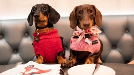 From scavenger to household royalty: How dogs evolved from wolves to pampered pets