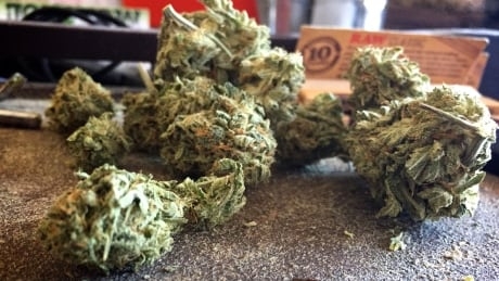 Indigenous man says he can sell cannabis without B.C. licence because of UN declaration