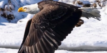 If you give a hoot about birds, check out these photos of owls and a bald eagle in Calgary
