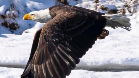If you give a hoot about birds, check out these photos of owls and a bald eagle in Calgary