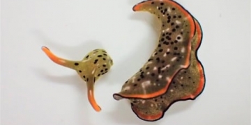 Heads up: Some sea slugs grow new bodies after decapitation
