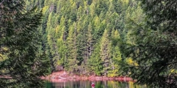 Kootenay environmental group raises $400K to rescue forest from clear-cutting