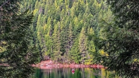 Kootenay environmental group raises $400K to rescue forest from clear-cutting