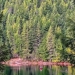 Kootenay environmental group raises $400K to rescue forest from clear-cutting