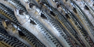 Spawning-age mackerel at record lows in Atlantic Canada