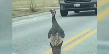 A wild turkey is chasing cars in Belle River and gobbling up online views