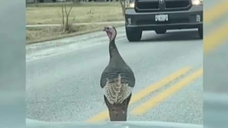 A wild turkey is chasing cars in Belle River and gobbling up online views