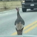 A wild turkey is chasing cars in Belle River and gobbling up online views