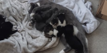 Newborn kittens stolen in Abbotsford found safe