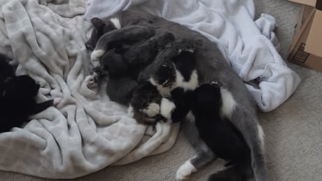 Newborn kittens stolen in Abbotsford found safe