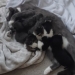 Newborn kittens stolen in Abbotsford found safe