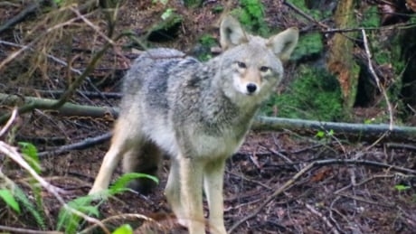 Conflicts with coyotes in Vancouver's Stanley Park could continue into summer, officials say