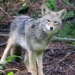 Conflicts with coyotes in Vancouver's Stanley Park could continue into summer, officials say
