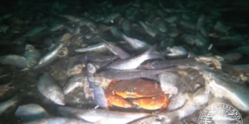 Thousands of dead herring dumped off coast of Vancouver Island, conservationists say