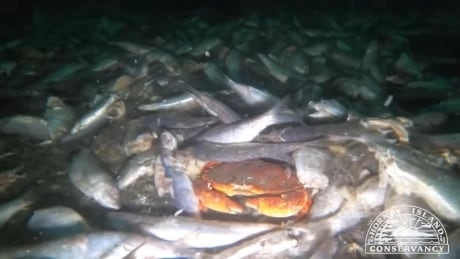 Thousands of dead herring dumped off coast of Vancouver Island, conservationists say