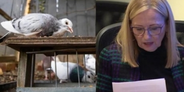 North Vancouver pigeon controversy comes to an end as legal case against councillor dropped