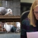 North Vancouver pigeon controversy comes to an end as legal case against councillor dropped