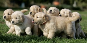 Puppy scams cost Canadians thousands. Here's how to avoid being ripped off