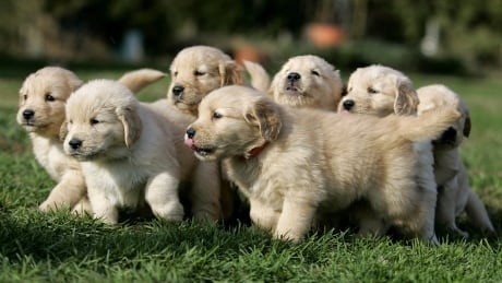 Puppy scams cost Canadians thousands. Here's how to avoid being ripped off