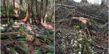 Alleged logging on ancient B.C. First Nation burial site prompts province to investigate