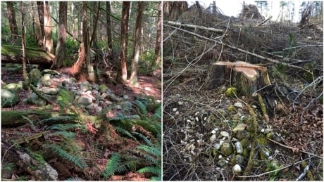 Alleged logging on ancient B.C. First Nation burial site prompts province to investigate
