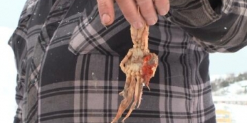 A crab dinner fit for a seal: What to make of what winds up in seal stomachs