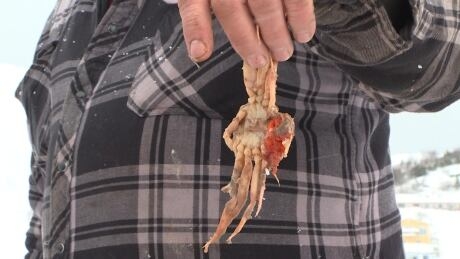 A crab dinner fit for a seal: What to make of what winds up in seal stomachs