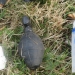 Grenade-shaped sex toy sparks police alert in Germany