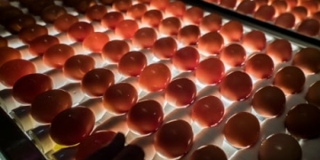 Are cheaper eggs just as nutritious as organic or free-run options? Marketplace tested 14 brands to find out