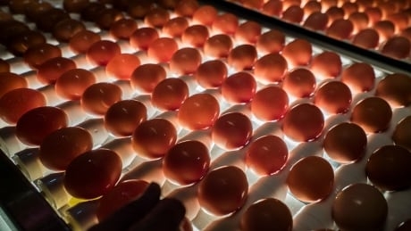 Are cheaper eggs just as nutritious as organic or free-run options? Marketplace tested 14 brands to find out