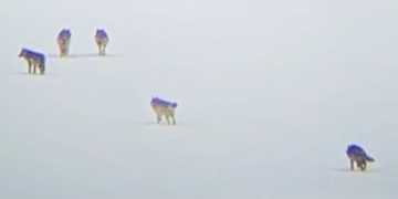 'Remarkable' Bow Valley Wolf pack sighting excites naturalist Brian Keating