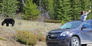 Alberta bears are coming out of hibernation and they're hungry