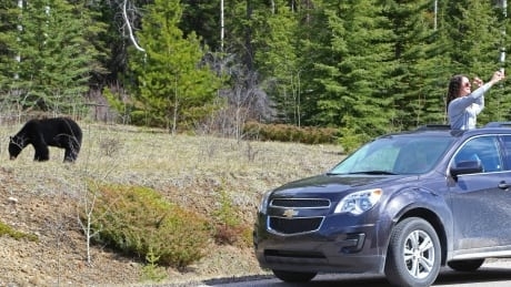 Alberta bears are coming out of hibernation and they're hungry