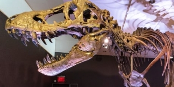 A total of some 2.5 billion T. rex roamed the Earth, study finds
