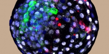 Human cells grown in monkey embryos spark ethical debate