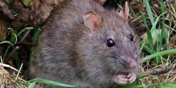 Combine a global pandemic and a warm winter and you get … rats?