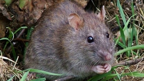 Combine a global pandemic and a warm winter and you get … rats?