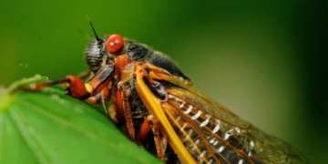 Alberta has cicadas too, but not massive 'Brood X' numbers emerging in U.S. after 17 years underground