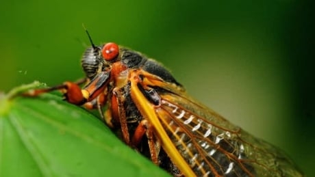 Alberta has cicadas too, but not massive 'Brood X' numbers emerging in U.S. after 17 years underground
