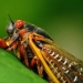 Alberta has cicadas too, but not massive 'Brood X' numbers emerging in U.S. after 17 years underground