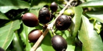 Scientists rediscover lost coffee species suited to a warmer climate