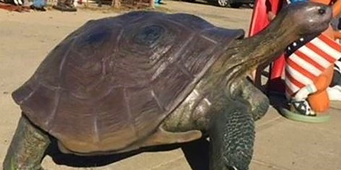 30-pound bronze turtle worth $800 stolen from front yard of Long Island home: police