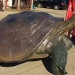 30-pound bronze turtle worth $800 stolen from front yard of Long Island home: police