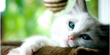 Covid: Scientists find more evidence of human-to-cat transmission