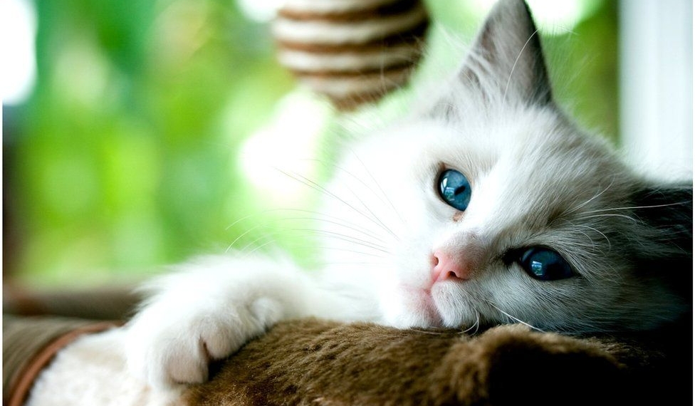 Covid: Scientists find more evidence of human-to-cat transmission