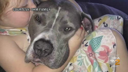 Man accused of opening fire on family's dog