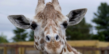 April, the giraffe that became an online star, dies