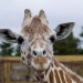 April, the giraffe that became an online star, dies